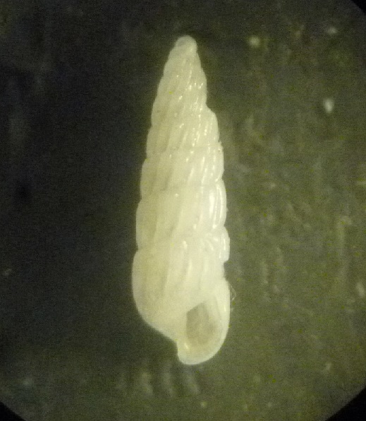 Turbonilla da deter.